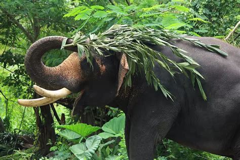 List of elephant Sanctuaries in India