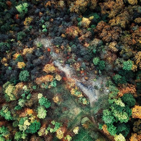 benefits  forest satellite monitoring