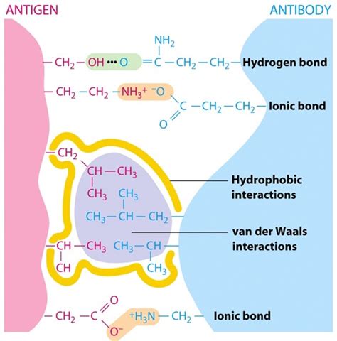 microbiology: Antigen Antibody interaction