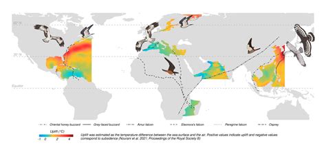 Migrating birds choose routes with the best wind and uplift conditions