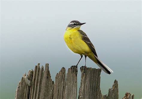 Vogels Zang Bosvogels Gele Kwikstaart 2