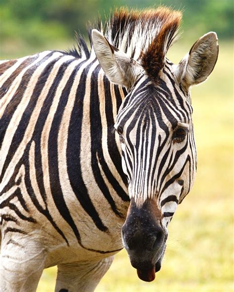 Free Photo Zebra South Africa Free Image On Pixabay 1157459