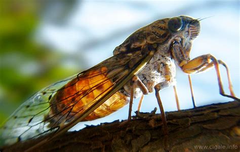 Top 14 Des Insectes Les Plus Dangereux Et Mortels Du Monde Fast Way