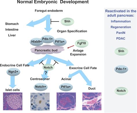 Genetics And Biology Of Pancreatic Ductal Adenocarcinoma