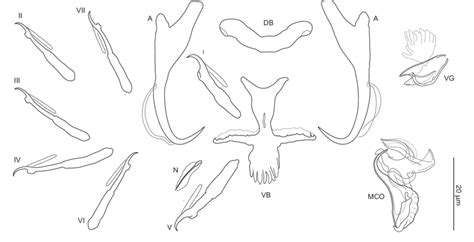 Sclerotized Structures Of Dactylogyrus Recisus N Sp Ex Pachychilon