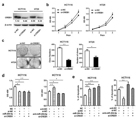 Creb Promotes Crc Cell Proliferation And Decreases Cell Apoptosis A