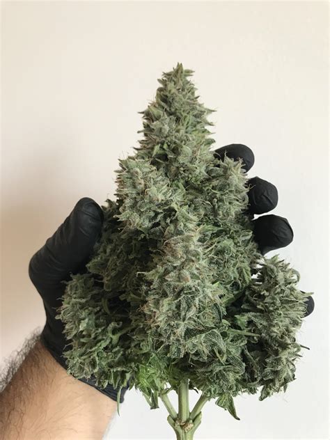 Freshly Harvested White Widow Autoflower R Trees