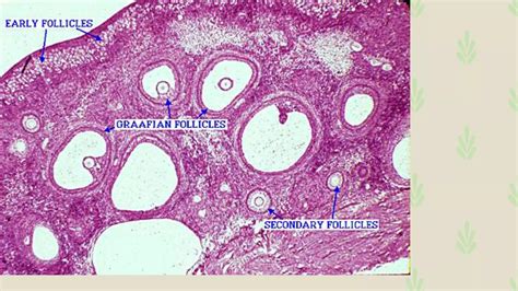 Anatomy Histology Of Ovary And Oogenesis PPT