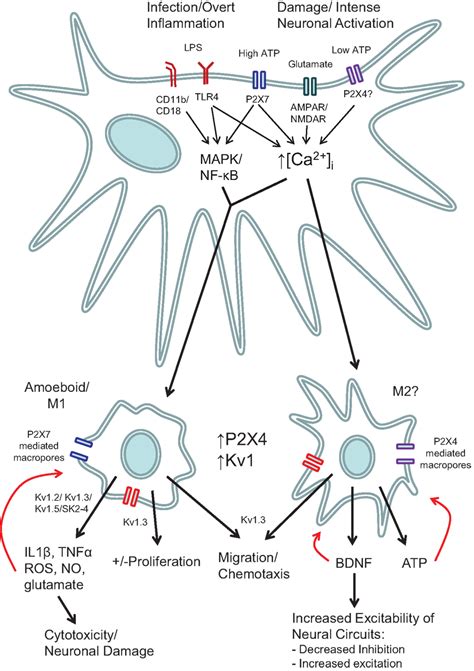 Frontiers The Role Of Ion Channels In Microglial Activation And