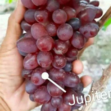 Jual Bibit Anggur Import Jenis Jupiter Shopee Indonesia