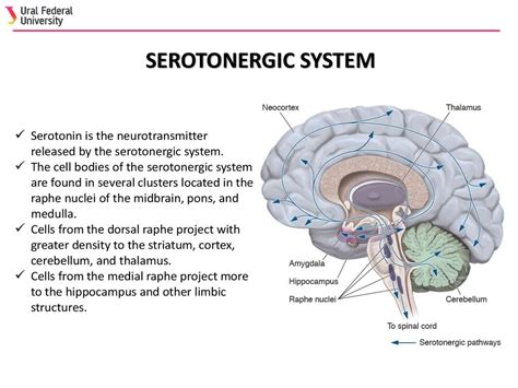 Neurotransmitter Systems Online Presentation