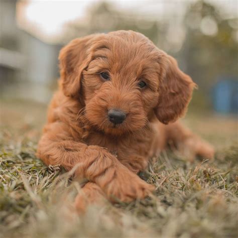 Golden Retriever Poodle Goldendoodle