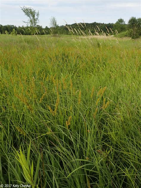 Carex Vulpinoidea Fox Sedge Minnesota Wildflowers