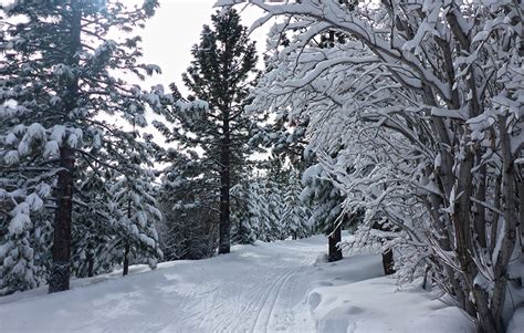 Cross-Country Skiing & Snowshoeing at Tahoe Donner Cross Country Ski ...