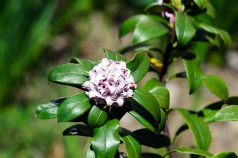 Winter daphne - Invasive Species Council of British Columbia