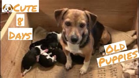 Watch Cute Jackabee Beagle Jack Russell Puppies Momma Sansa