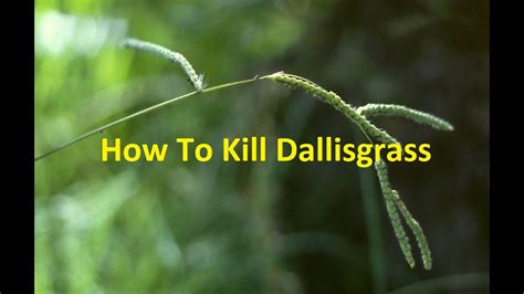 How To Kill Dallisgrass In Southern Lawns Youtube