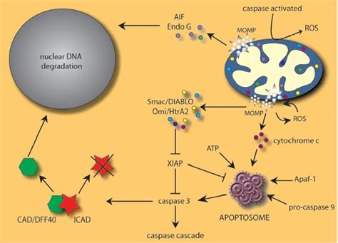 Peran Mitokondria Dalam Apoptosis CCRC