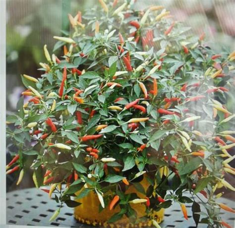 Chili Basket Of Fire F Hybrid Scoville Rating Shu Ebay