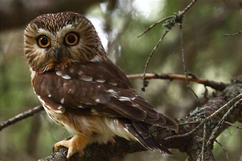 9 Owls In Nebraska With Photos Bird Feeder Hub