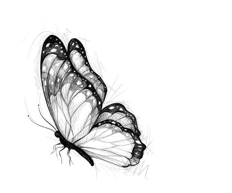 Croquis De Papillons On Behance