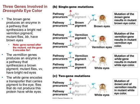 Genetics Chapter 4 Part 2 1