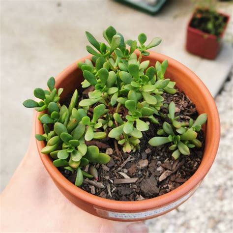 Crassula Pubescens Subsp Radicans Red Carpet Carpet Jade Uploaded