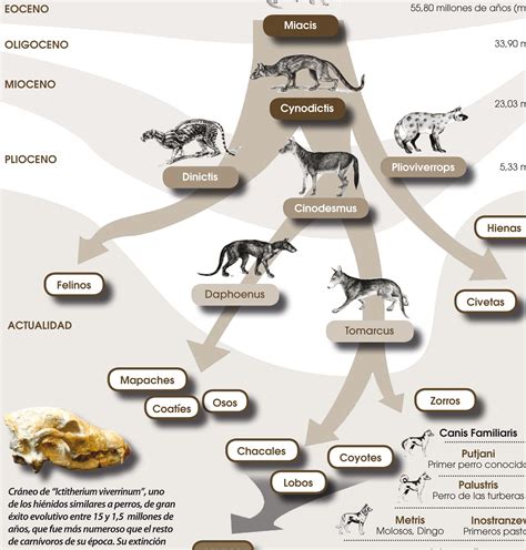 Evoluci N De Los Perros Desde La Prehistoria Hasta La Actualidad