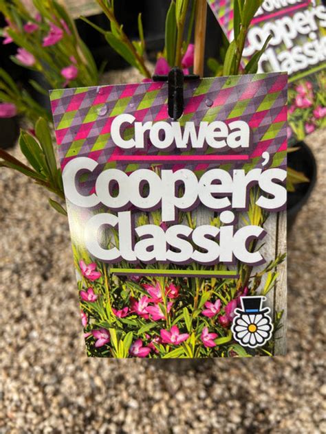 Crowea Exalata X Saligna Coopers Classic 140mm Great Ocean Road