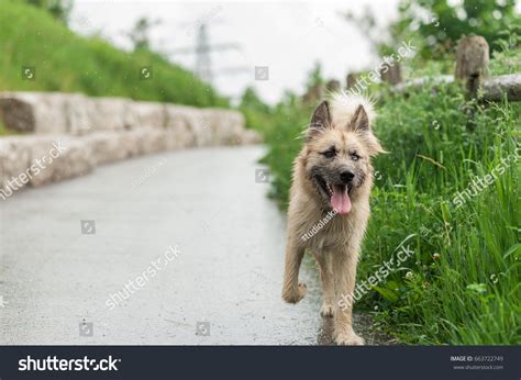 Husky Irish Wolfhound Mix Dog Running Stock Photo 663722749 | Shutterstock