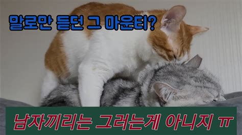 곱게 곱게 키워 놨더니ㆍㆍ돌아이 냥이 때문에 미치겠어요🤧🤧 Youtube