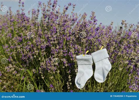 Stems And Baby Leaves Of Polyscias Balfouriana Variegata Royalty Free