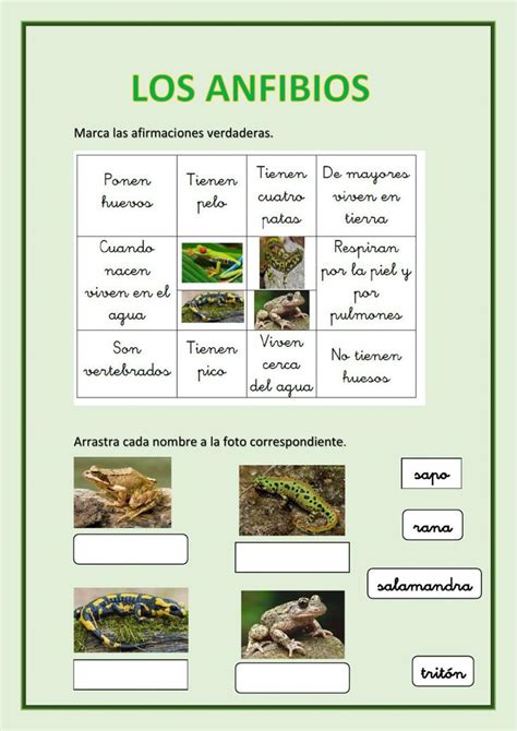 Los anfibios worksheet for 2º 3º Ciencias de la naturaleza Anfibios