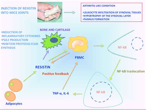 Schematic Representation Of Resistin Interaccion Among Adipocytes