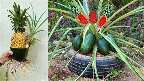 Watermelon With Pineapple Grafting Pineapple Tree With Watermelon To