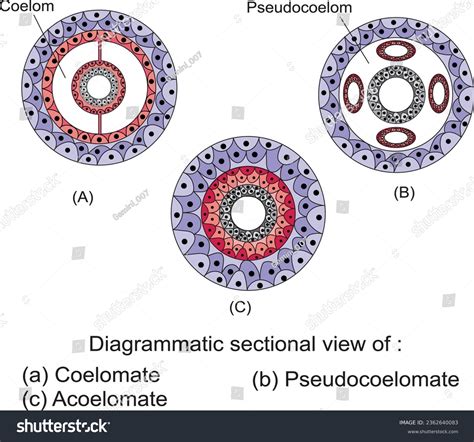 Coelom: Over 29 Royalty-Free Licensable Stock Illustrations & Drawings ...