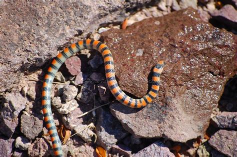 Ground Snake Found At Hoover Dam On The Nevada Side Snake Nature