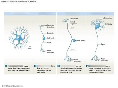 Structural Classification Of Neurons Diagram Quizlet