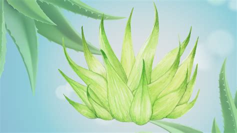 Effective Uses Benefits Of Aloe Vera