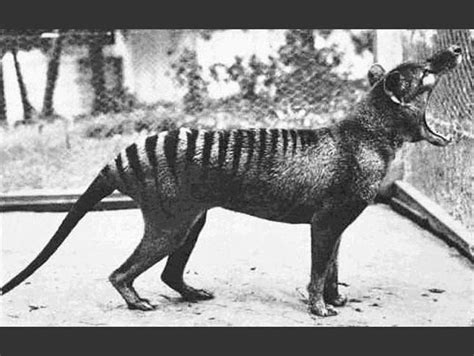 Rare And Extinct Animals