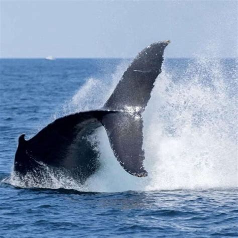 Hyannis Whale Watcher Cruises See Plymouth