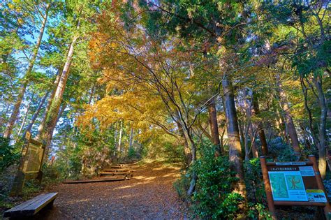 【東京の紅葉名所】秋の高尾山を100楽しむ紅葉ハイキングガイド Good Luck Trip