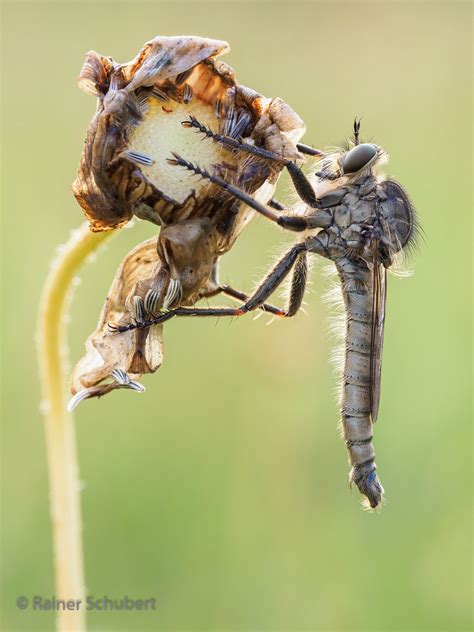 Schlichte Raubfliege Robber Fly Machimus Rusticus Rainer Schubert