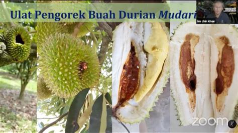 Ep Faktor Ulat Pengorek Buah Menyerang Buah Durian Sifu Lim Chin