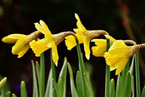 Free Images Nature Blossom Flower Petal Bloom Green Botany