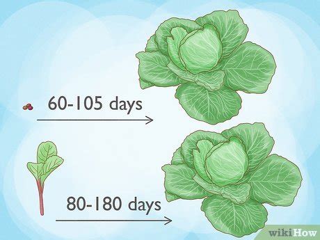 How To Plant Cabbage With Pictures WikiHow Life