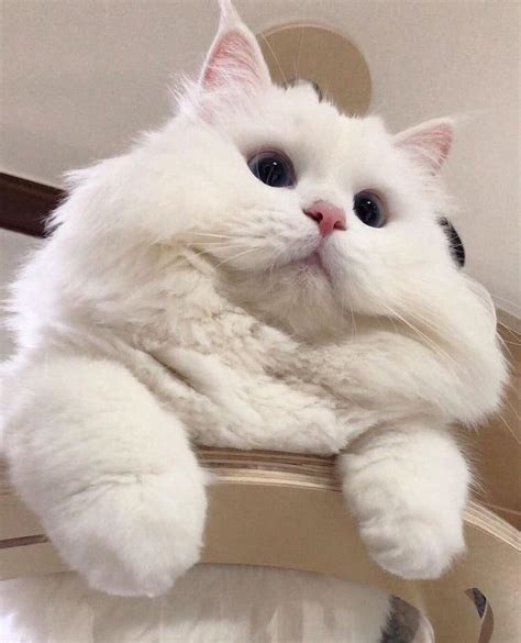 A Thread Of Cute Fluffy Fat Cats Raww