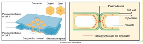 Cell Communication And Signal Transduction Flashcards Quizlet