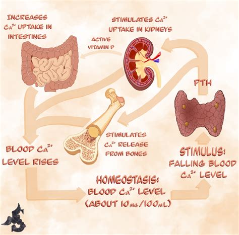 The Vitals Hypocalcemia Criticalcarenow