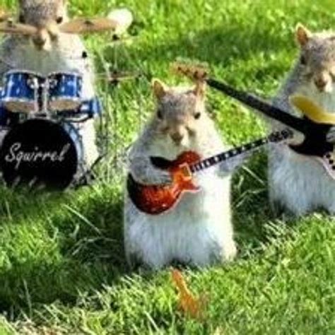 Stream Modern Squirrel Music Listen To Songs Albums Playlists For